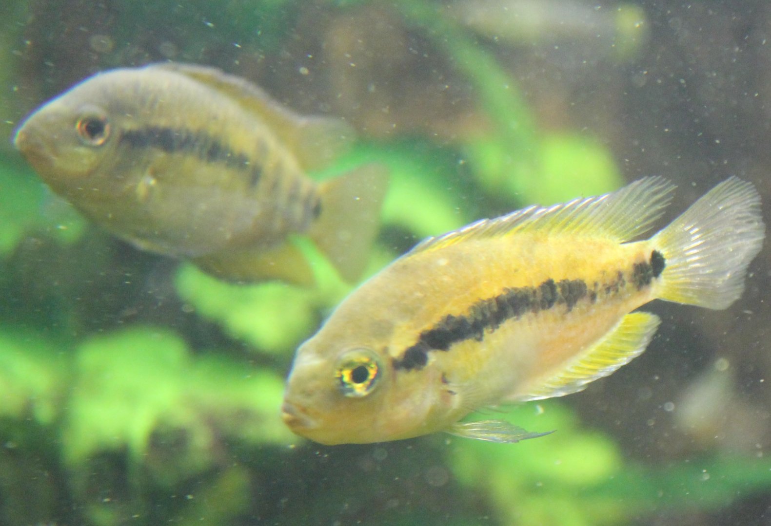 Rainbow cichlids - Archochentrus multispinosus