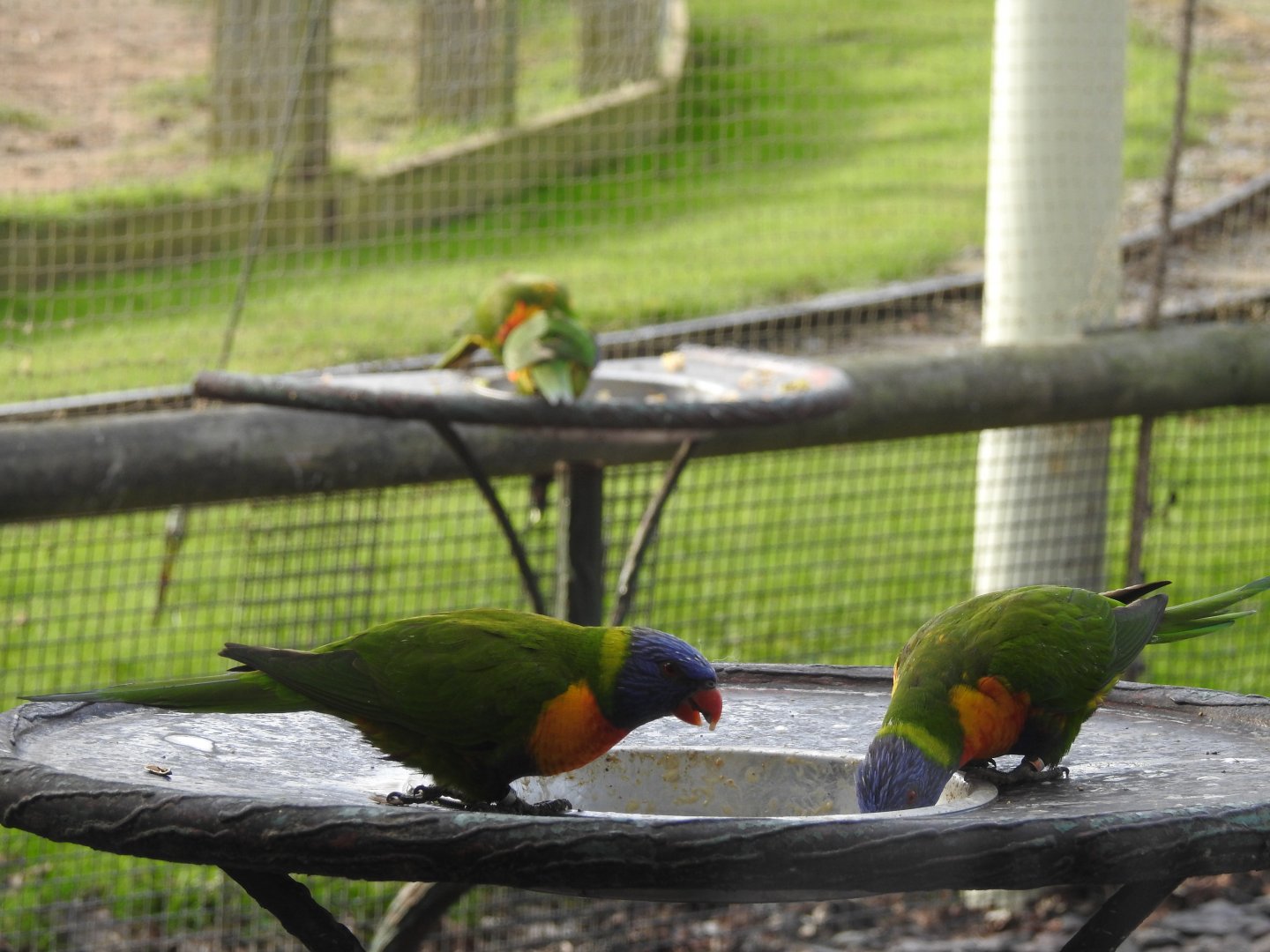 Rainbow/Coconut? Lorikeets (Trichoglossus sp.)