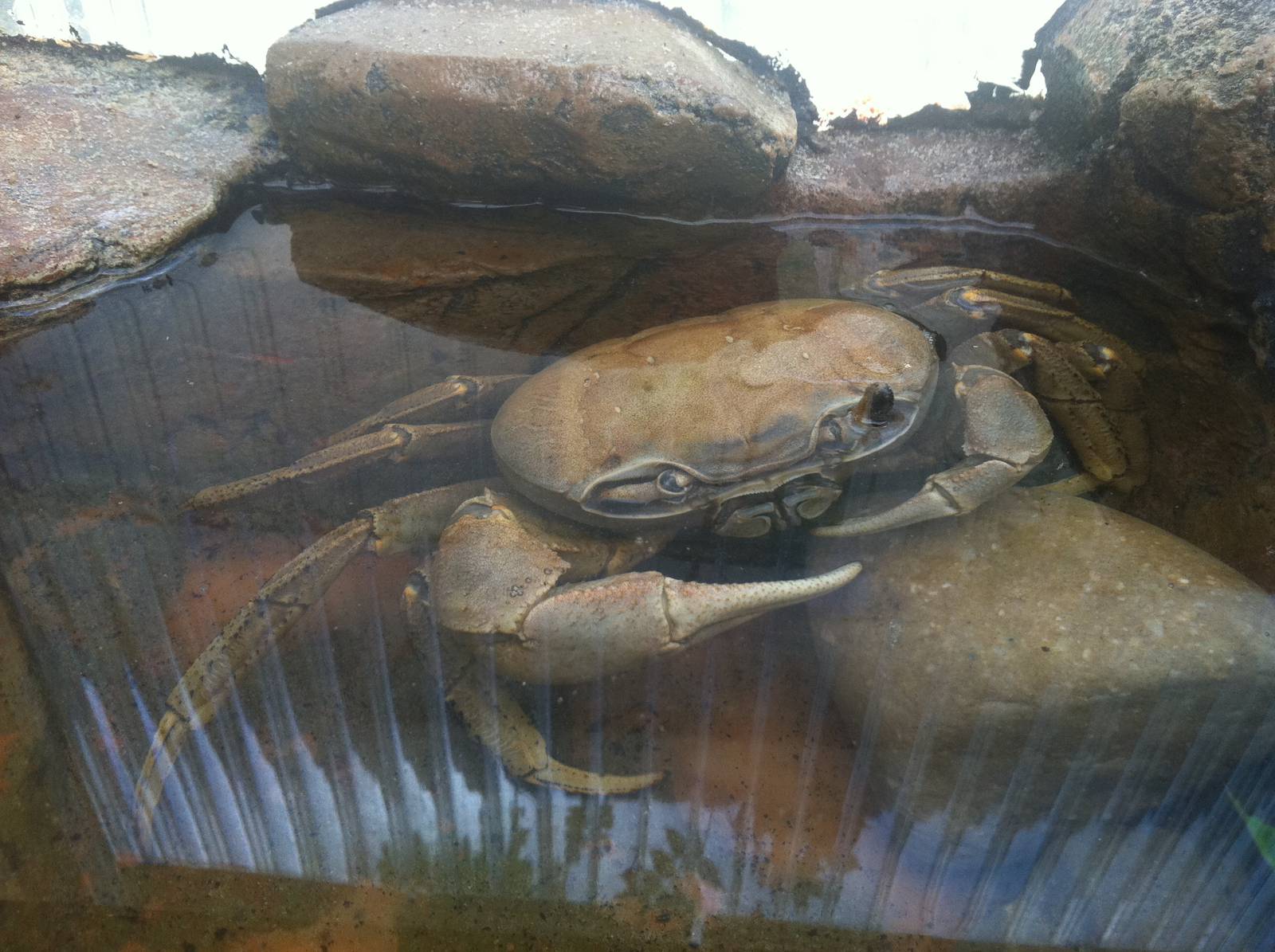 Rainbow Crab - 24th April 2011