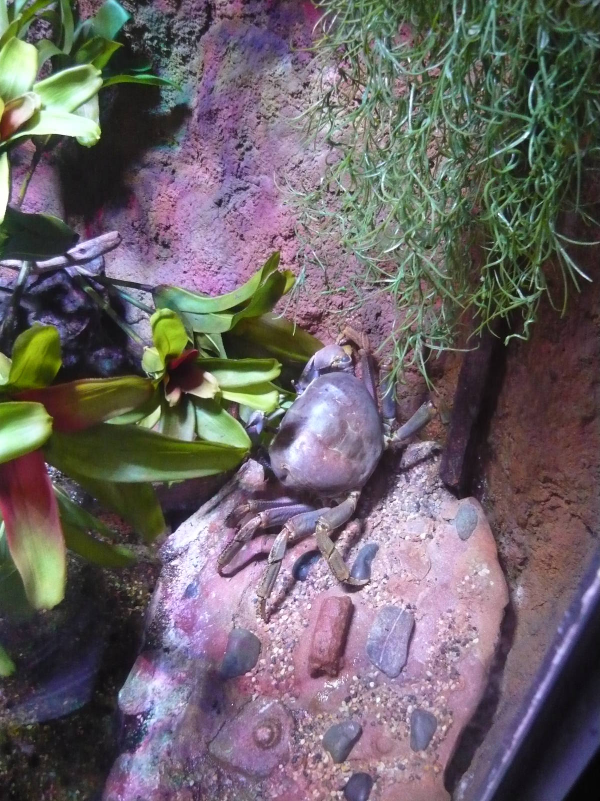 Rainbow crab (Cardisoma armatum)