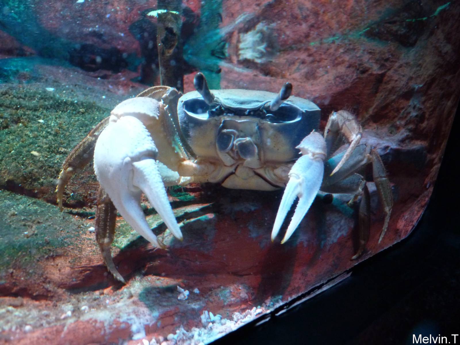 Rainbow crab / Crabe arc-en-ciel (Cardisoma armatum)