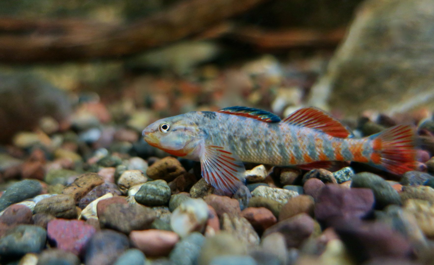 Rainbow Darter (Etheostoma caeruleum) - Cold Spring Harbor Fish Hatchery & Aquarium