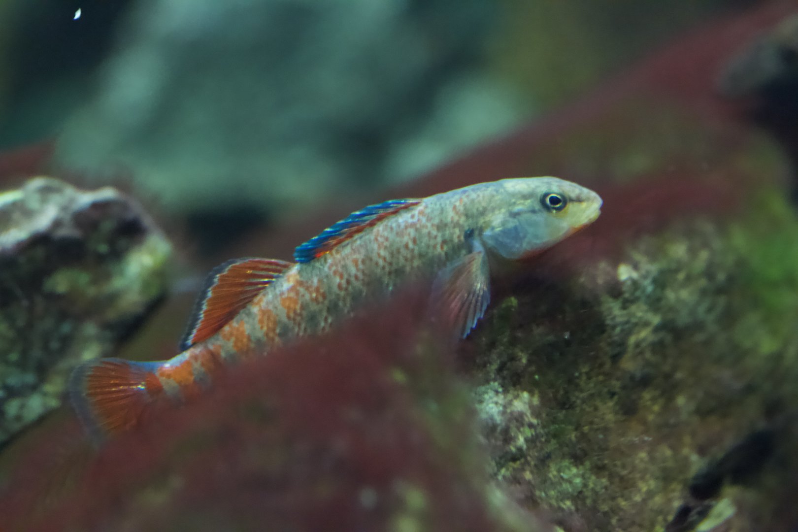 Rainbow Darter/ Etheostoma caeruleum