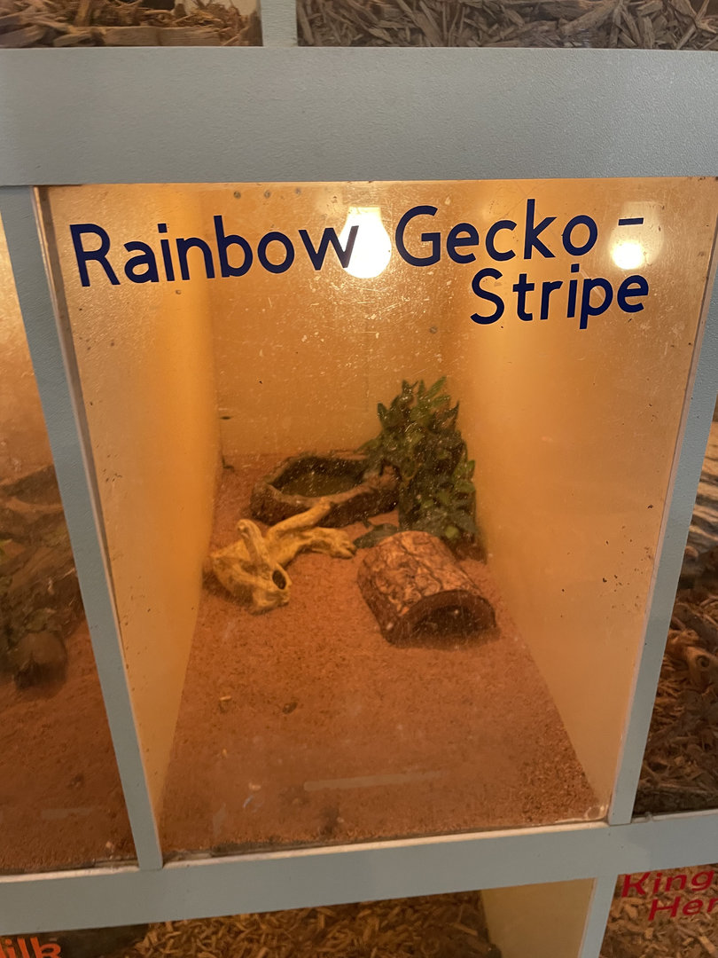 Rainbow Gecko Exhibit