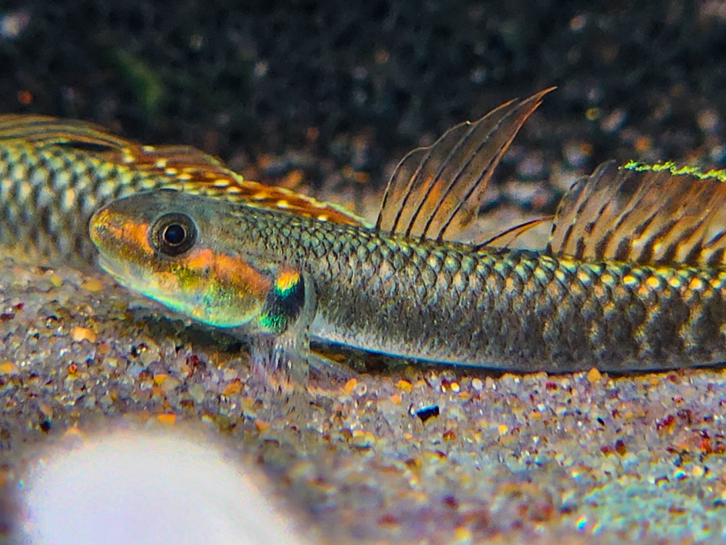 Rainbow Goby (Stiphodon ornatus)