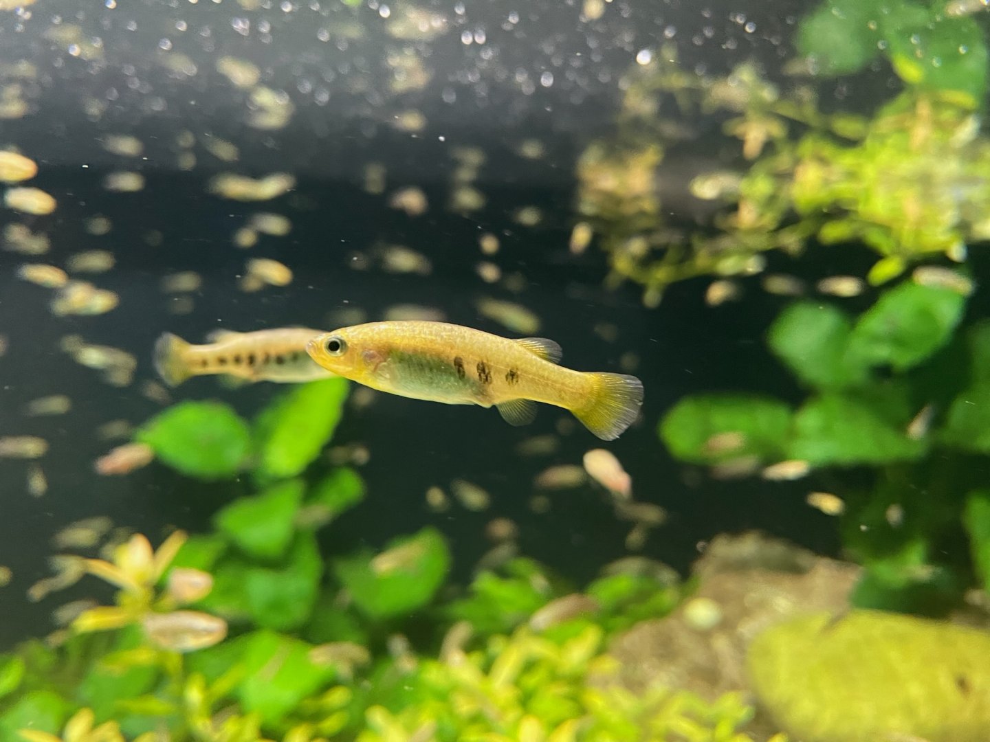 Rainbow Goodeid, (Characodon lateralis)