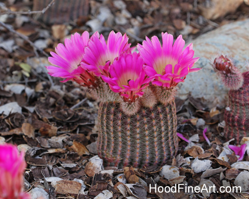Rainbow Hedgehog Cactus