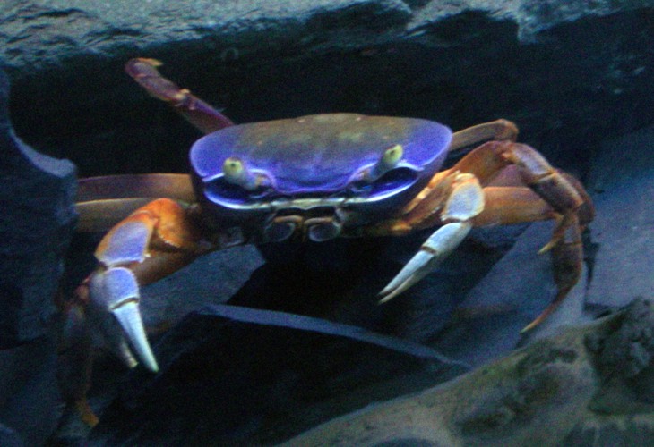 Rainbow Land Crab (Cardisoma armatum)