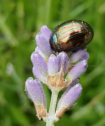 Rainbow leaf beetle - Chrysomela cerealis