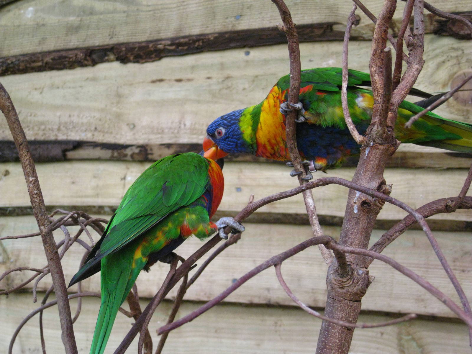 Rainbow Lorakeets