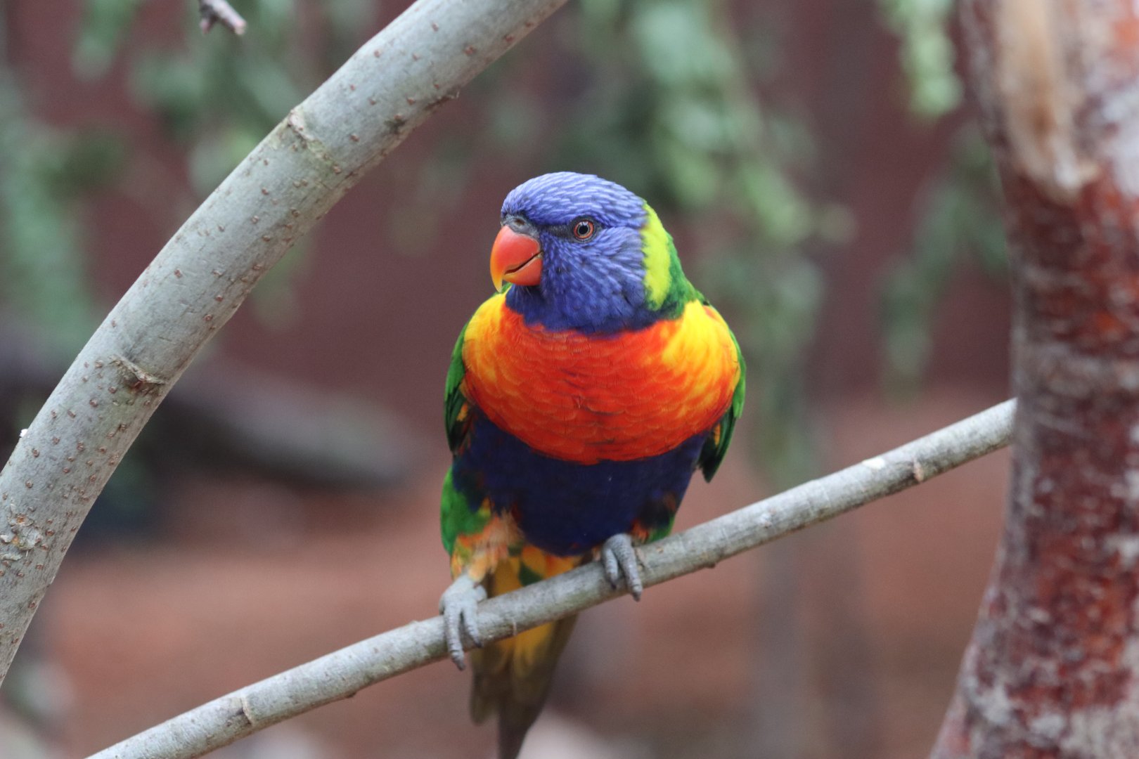 Rainbow Lorikeet - 20 June 2024