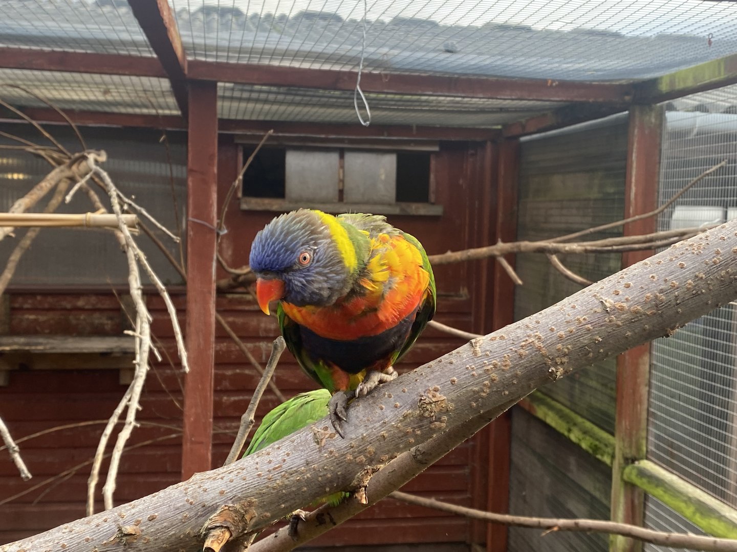 Rainbow lorikeet 231022