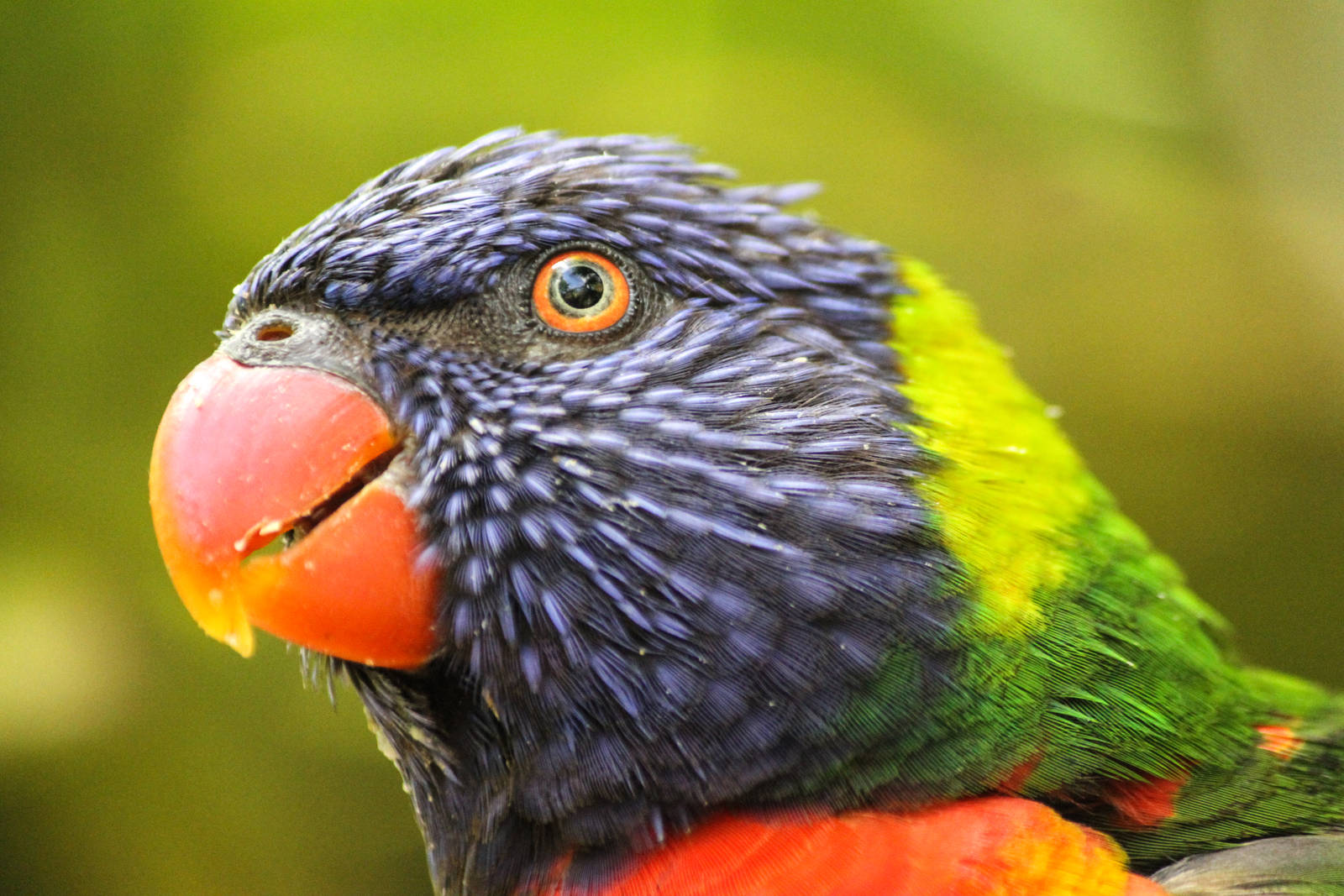 Rainbow Lorikeet 24/07/2013