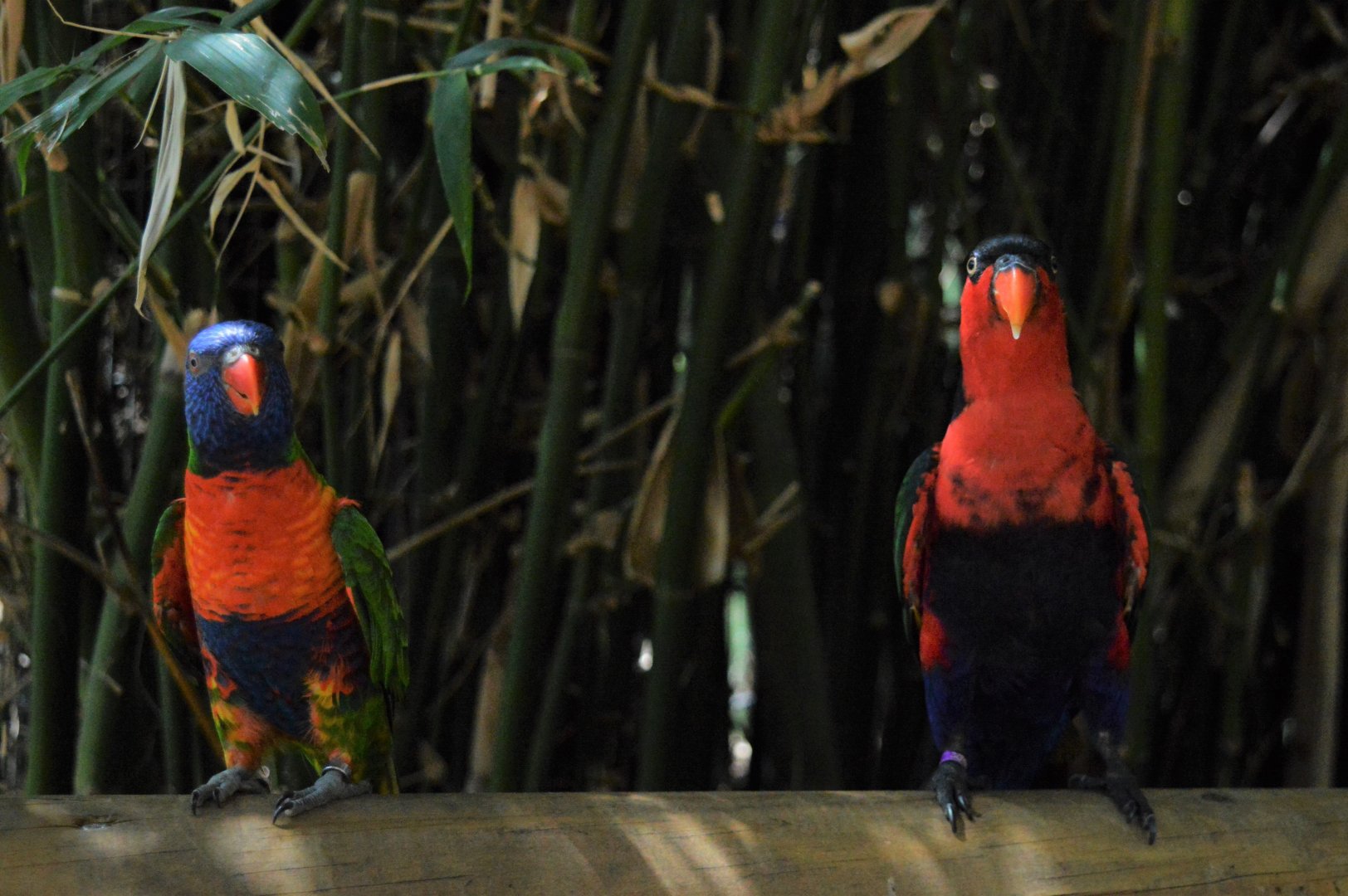 Rainbow lorikeet and black-capped lory