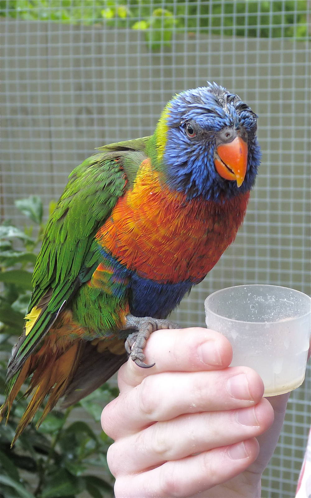 Rainbow Lorikeet (and my hand)