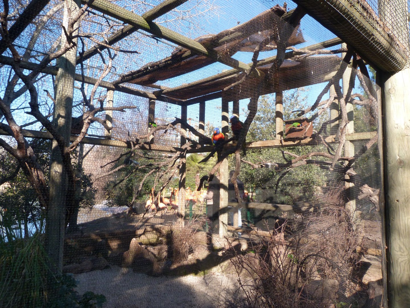 Rainbow lorikeet and Red-crested turaco -Faunia (2025)