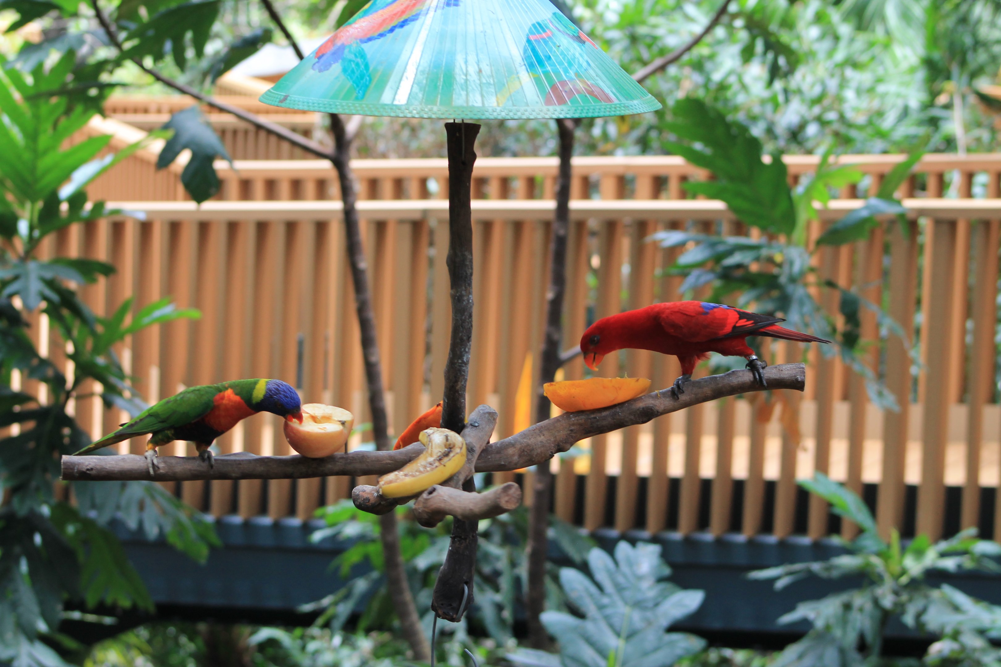 Rainbow Lorikeet and Red Lory
