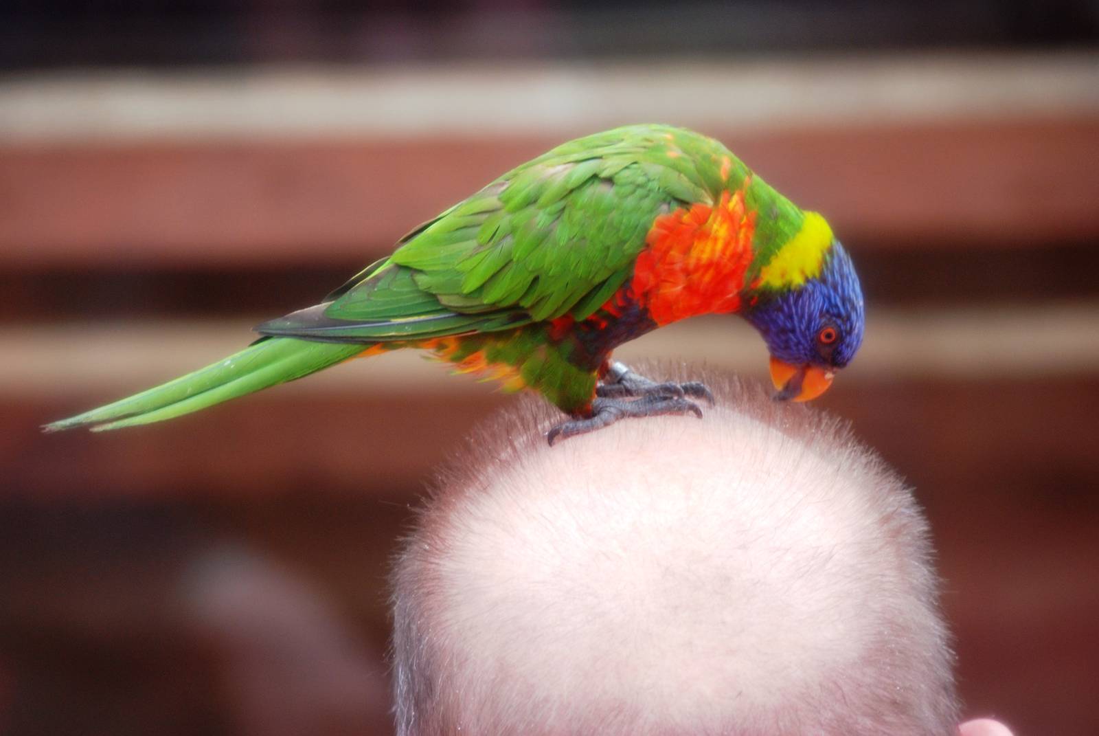 Rainbow Lorikeet at Avifauna, 04/06/12