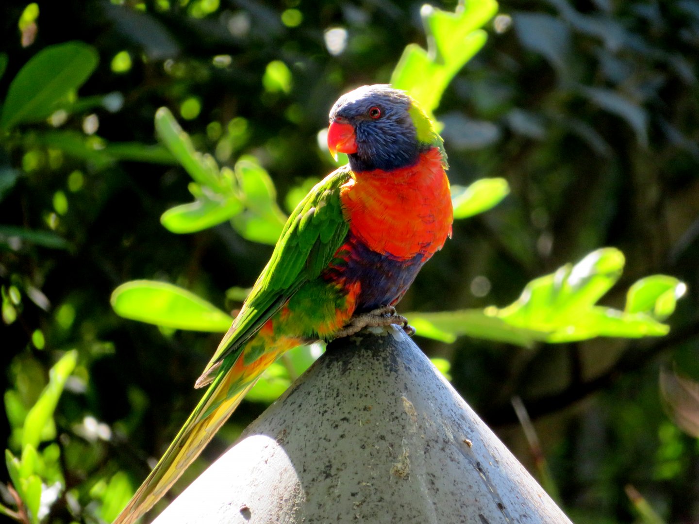 Rainbow Lorikeet at Melbourne Zoo