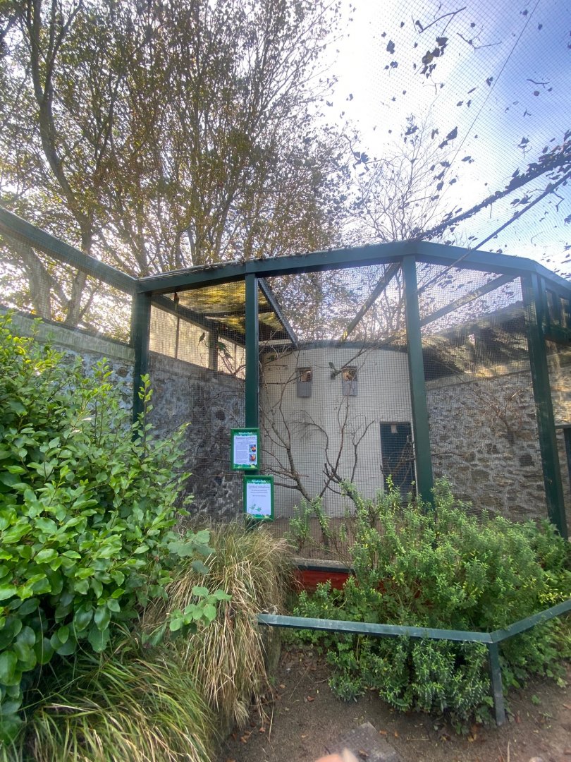 Rainbow lorikeet aviary 081023
