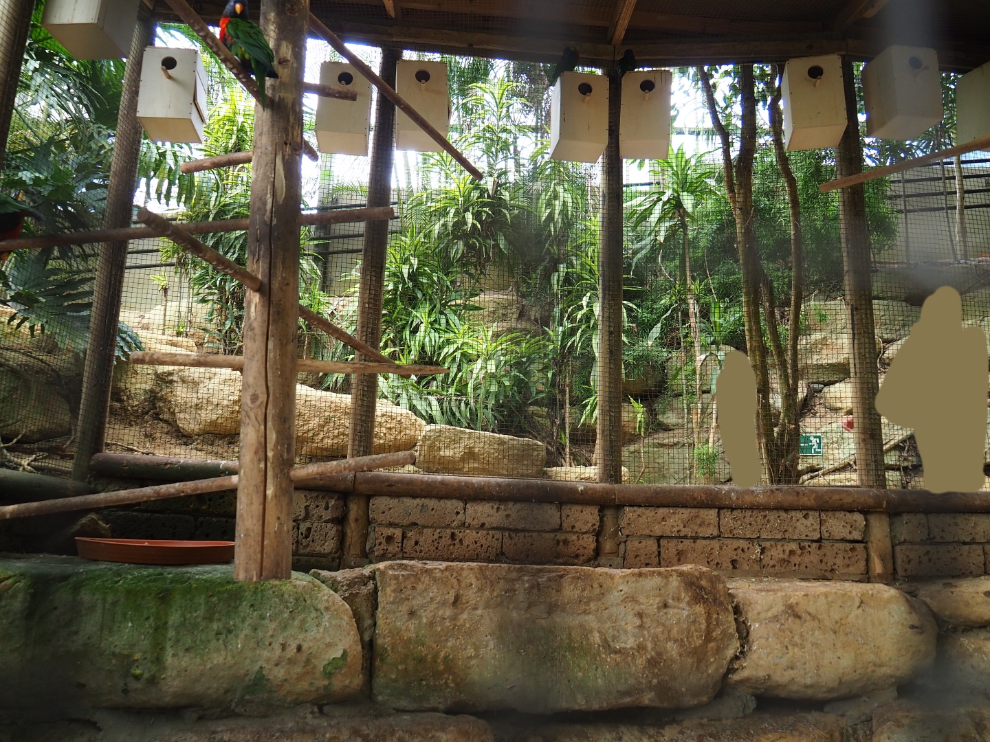 Rainbow lorikeet aviary (Aug 28th, 2018)