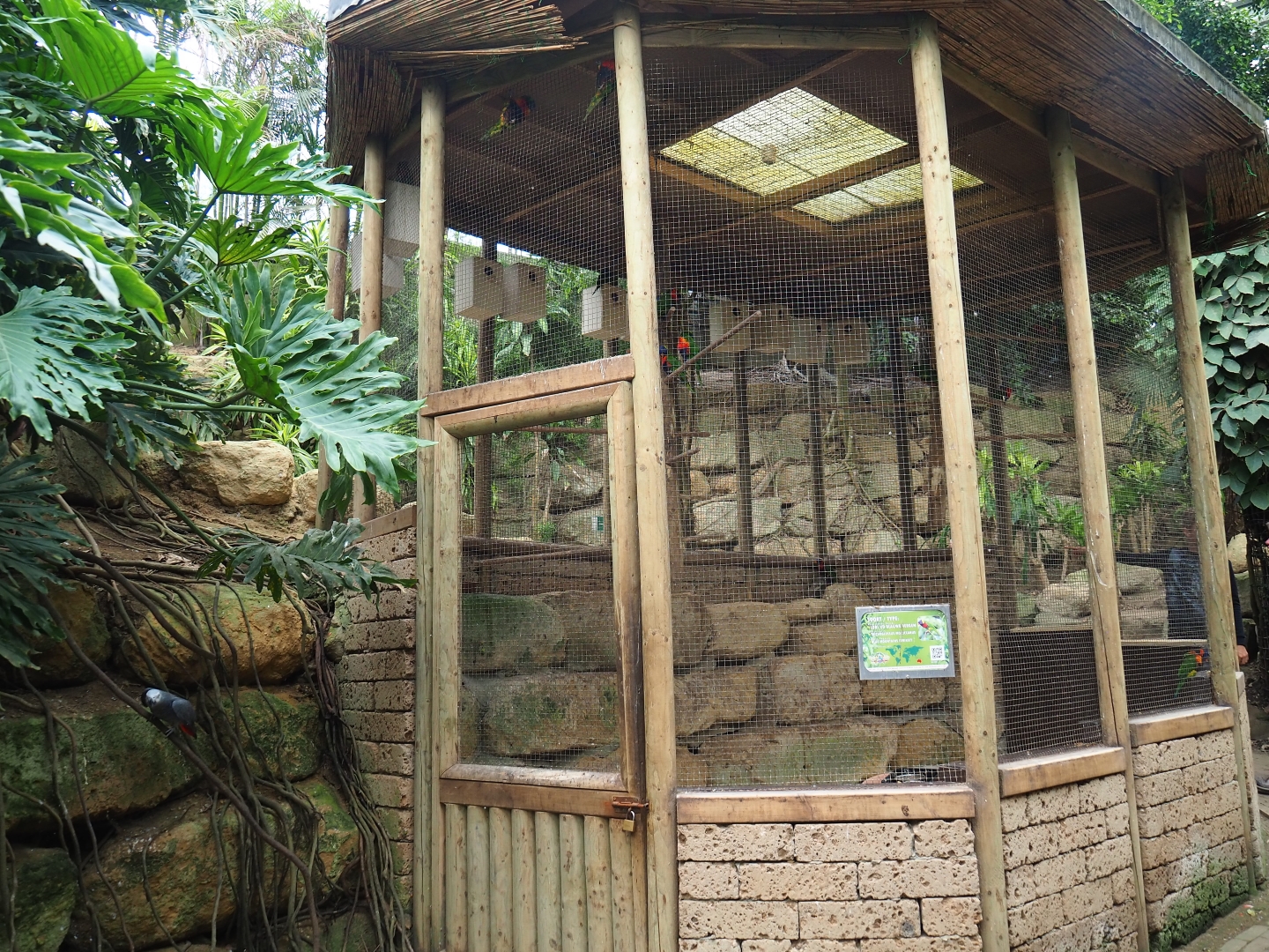 Rainbow lorikeet aviary (Aug 28th, 2018)