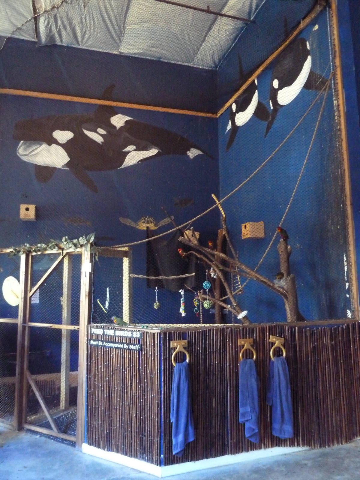 Rainbow Lorikeet Aviary