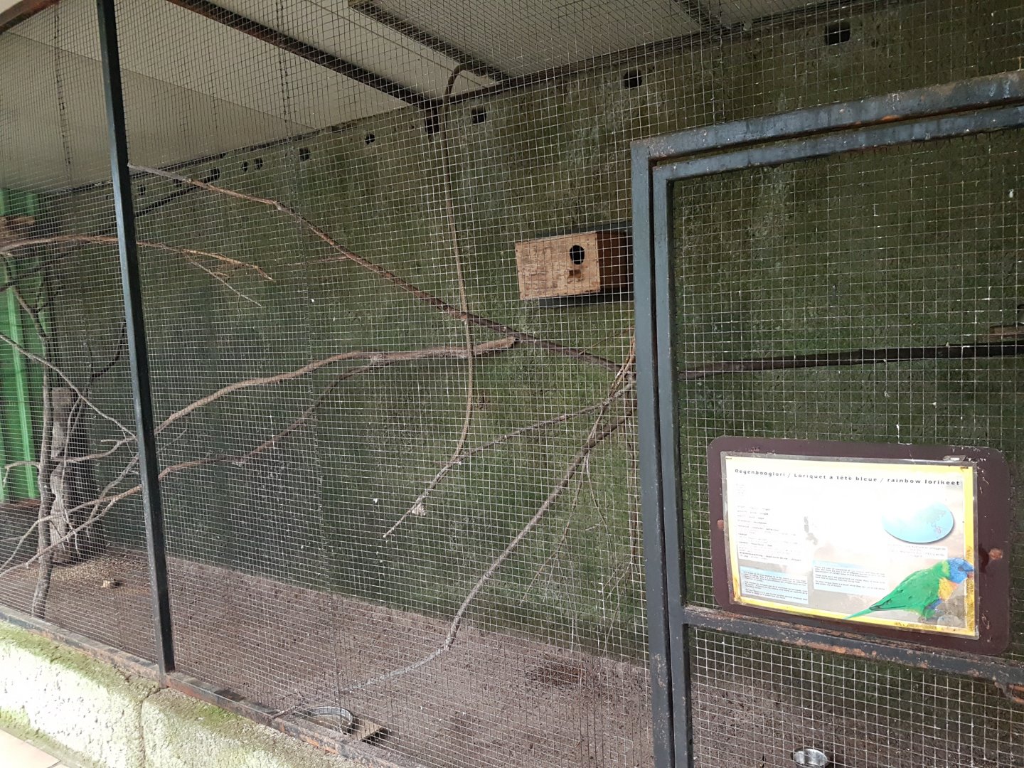 Rainbow lorikeet-aviary