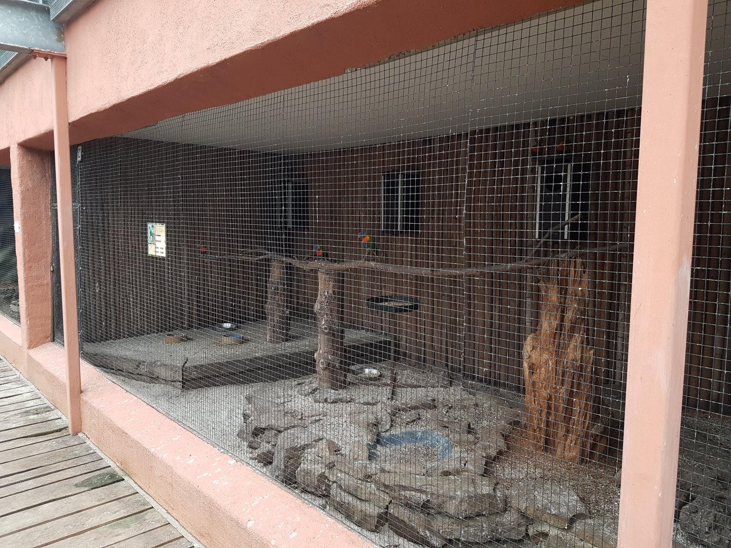 Rainbow lorikeet-aviary