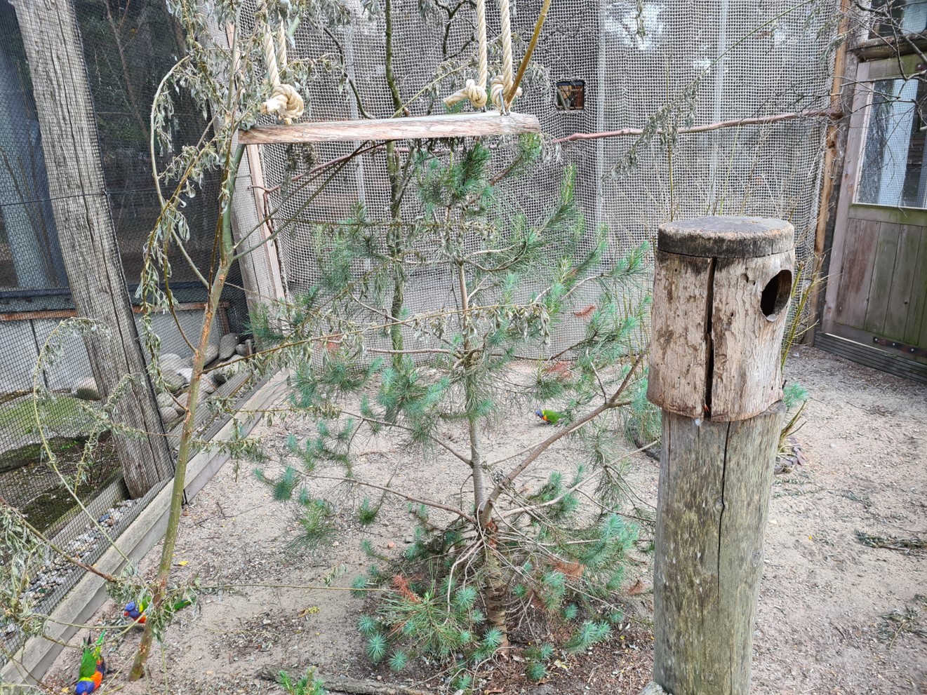Rainbow lorikeet aviary