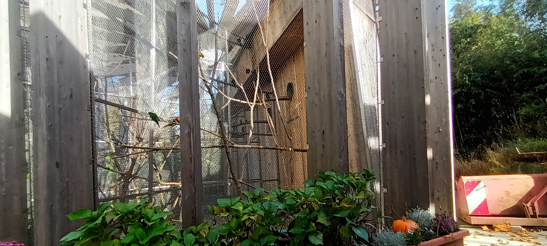 Rainbow Lorikeet Aviary