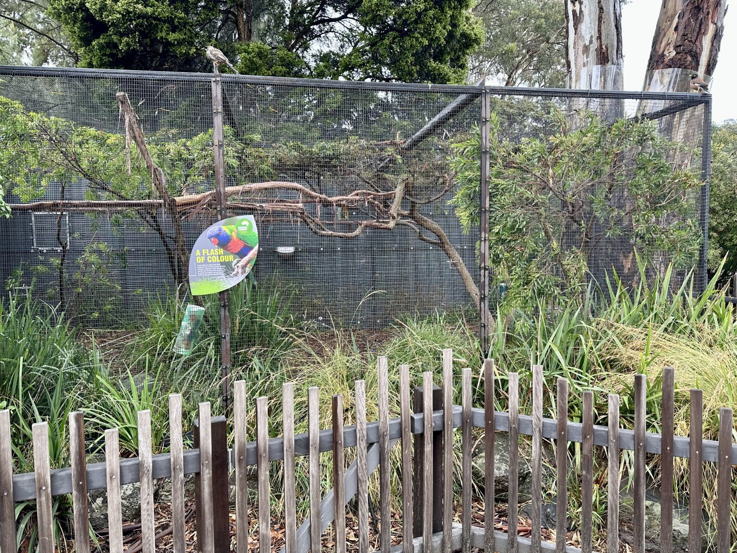 Rainbow Lorikeet Aviary