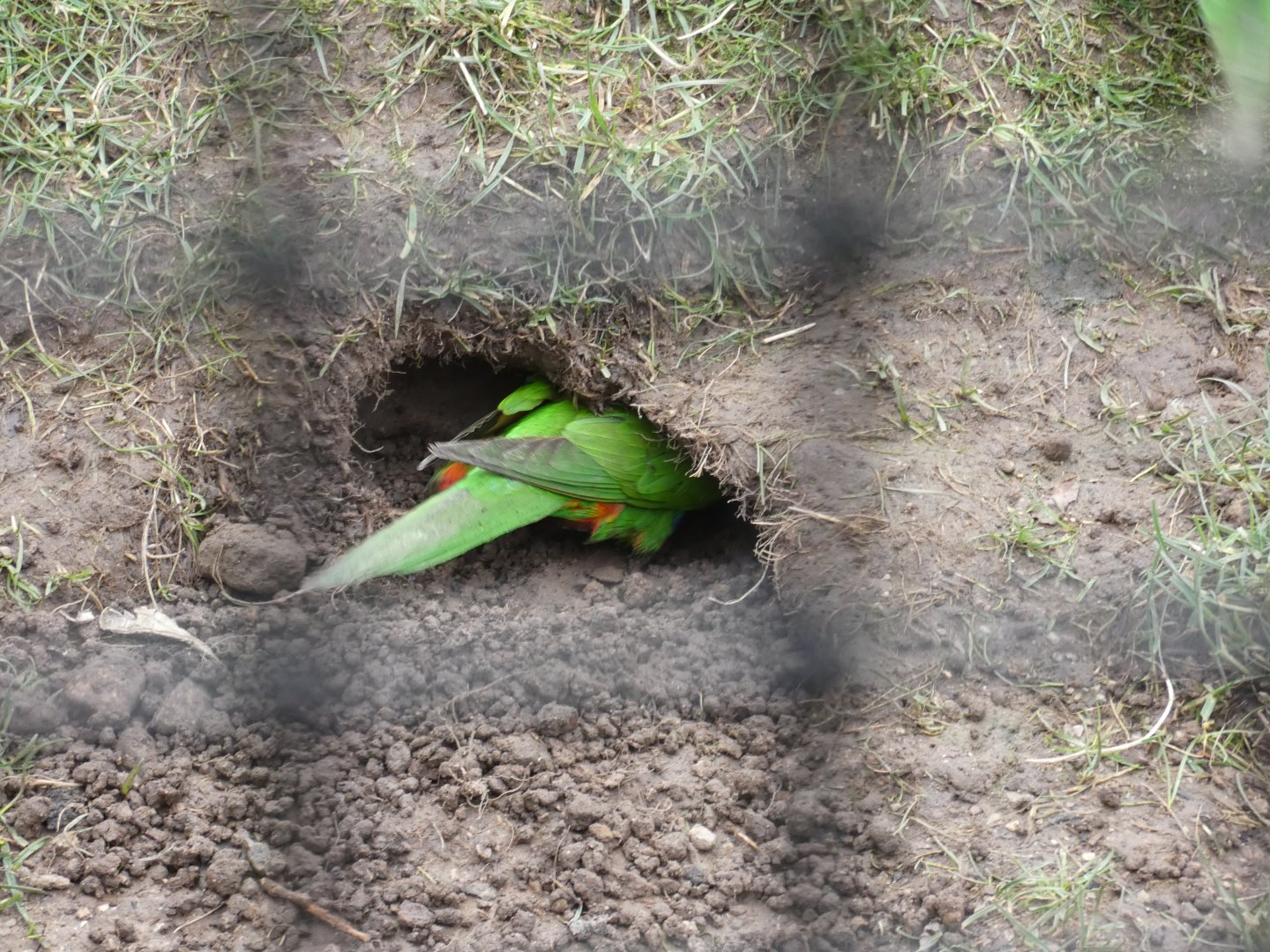 Rainbow lorikeet burrowing