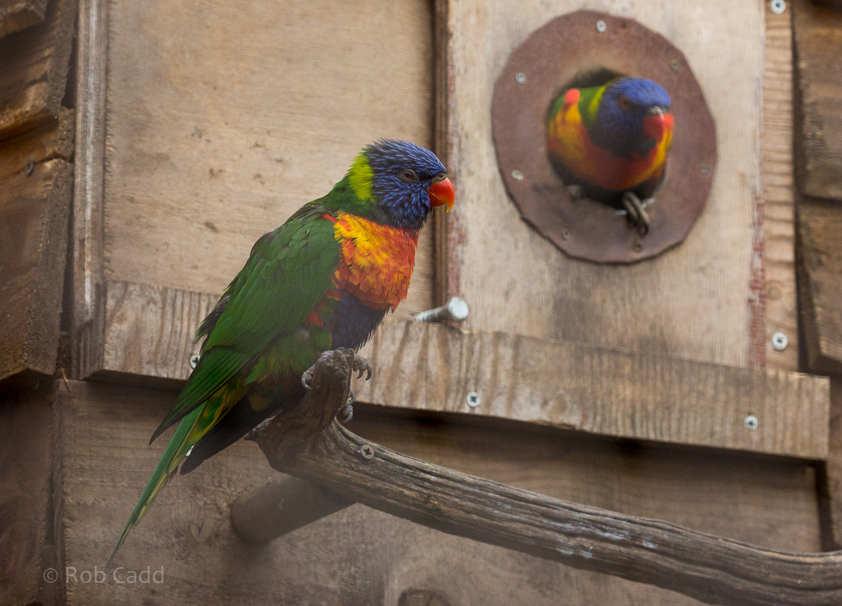 Rainbow lorikeet : Cotswold WP : 11 Mar 2016
