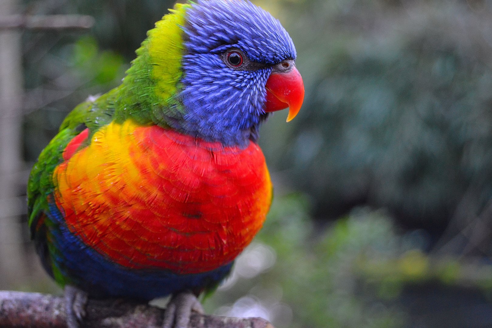 Rainbow Lorikeet - December 2014