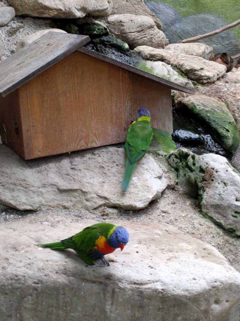 Rainbow Lorikeet Enclosure