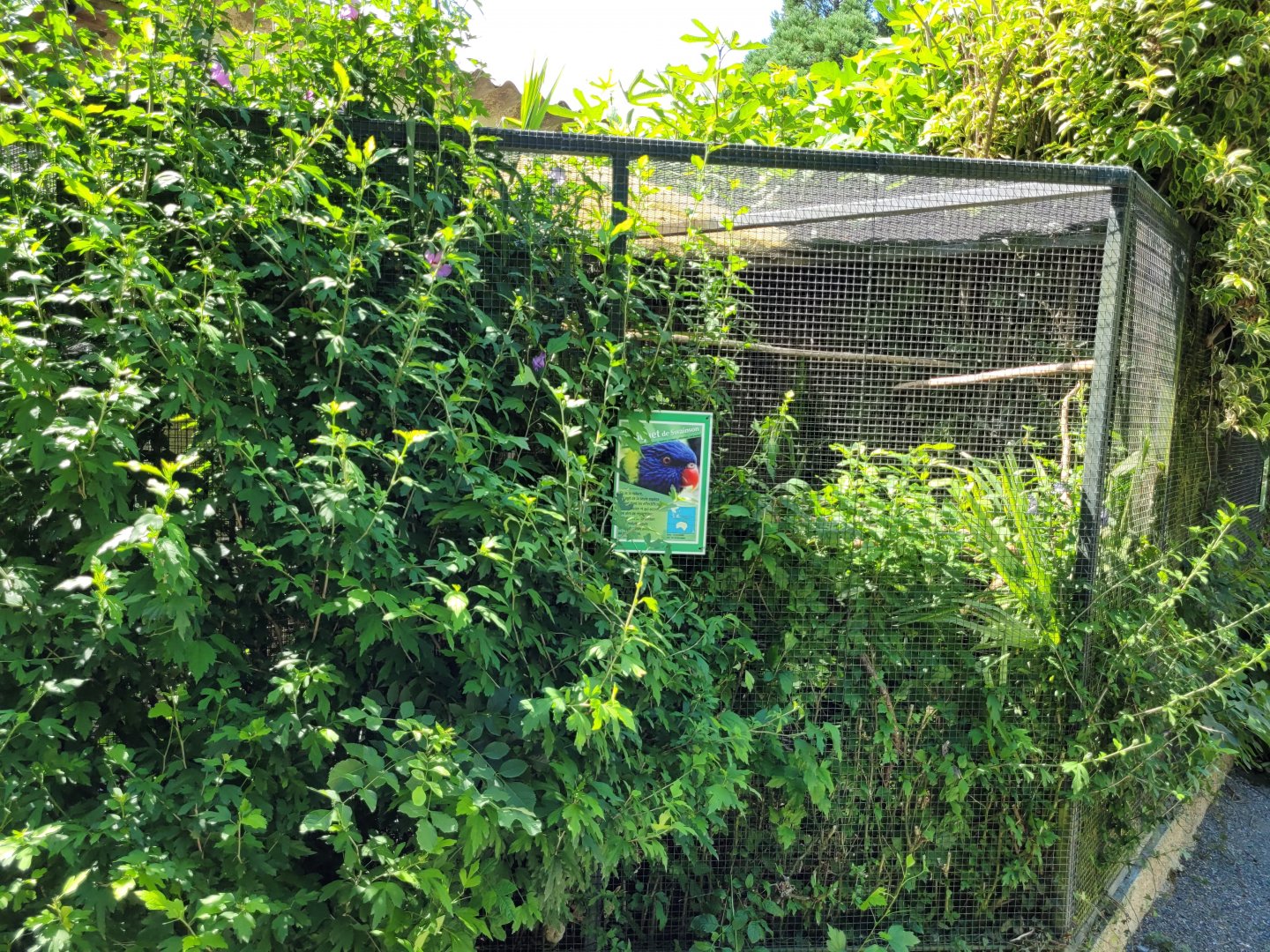 Rainbow lorikeet exhibit -Zoo d'Asson (2022)