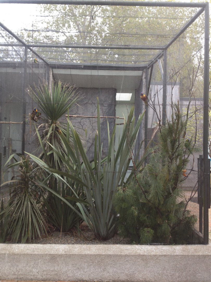 Rainbow Lorikeet exhibit