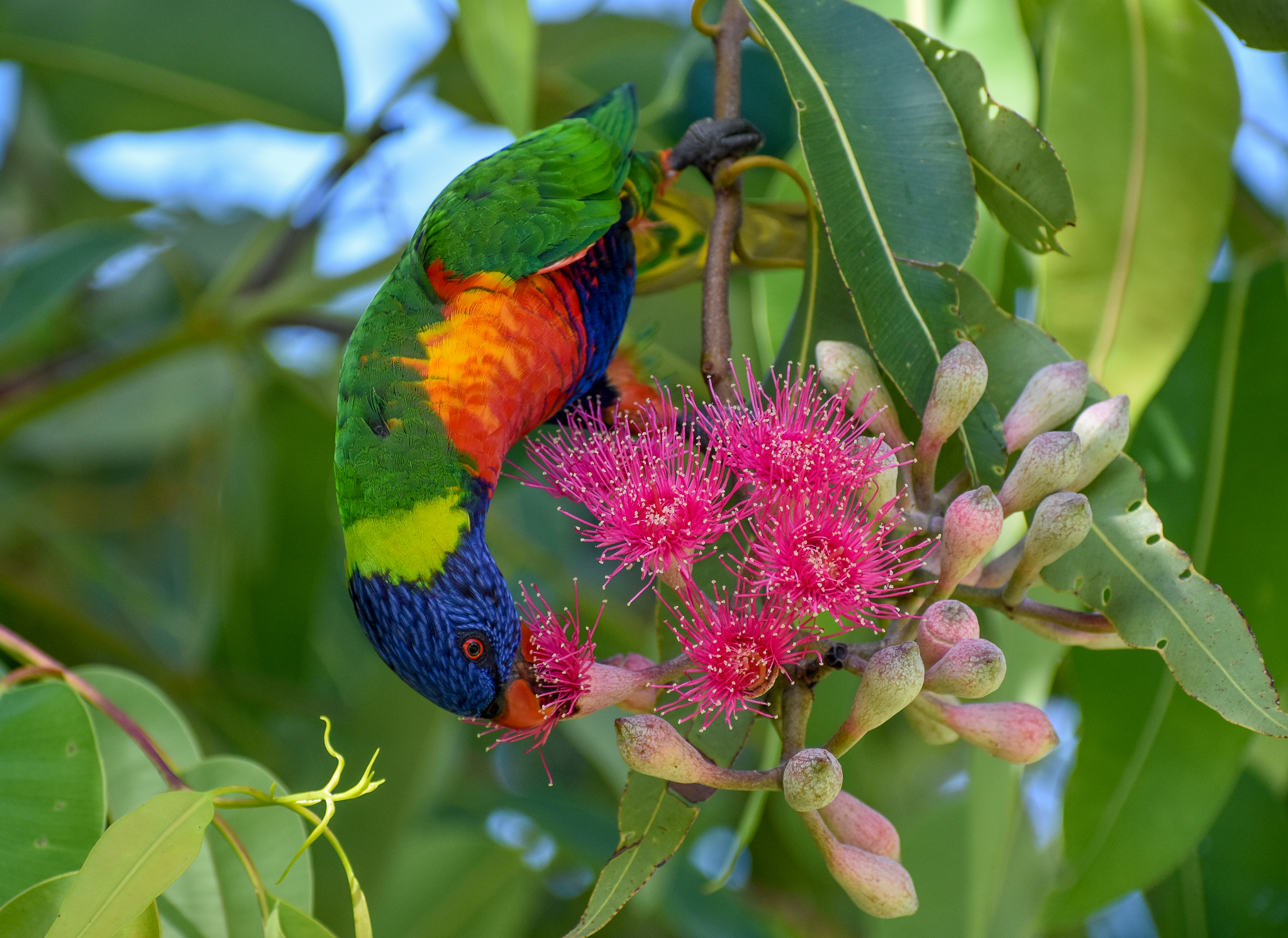 Rainbow Lorikeet feeding on eucalypt blossoms