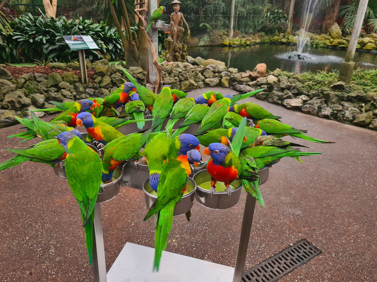 Rainbow lorikeet feeding time!