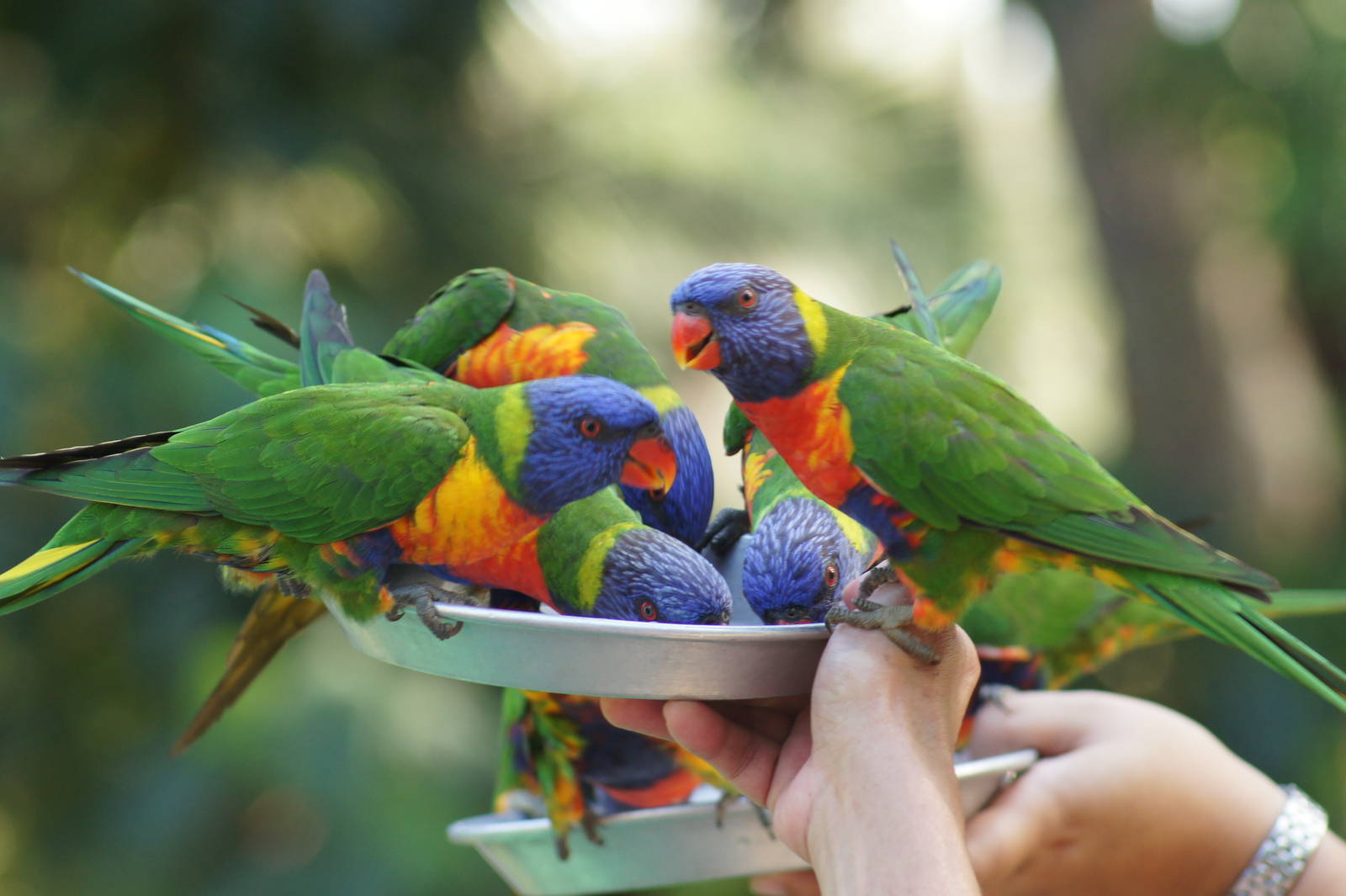 Rainbow lorikeet feeding