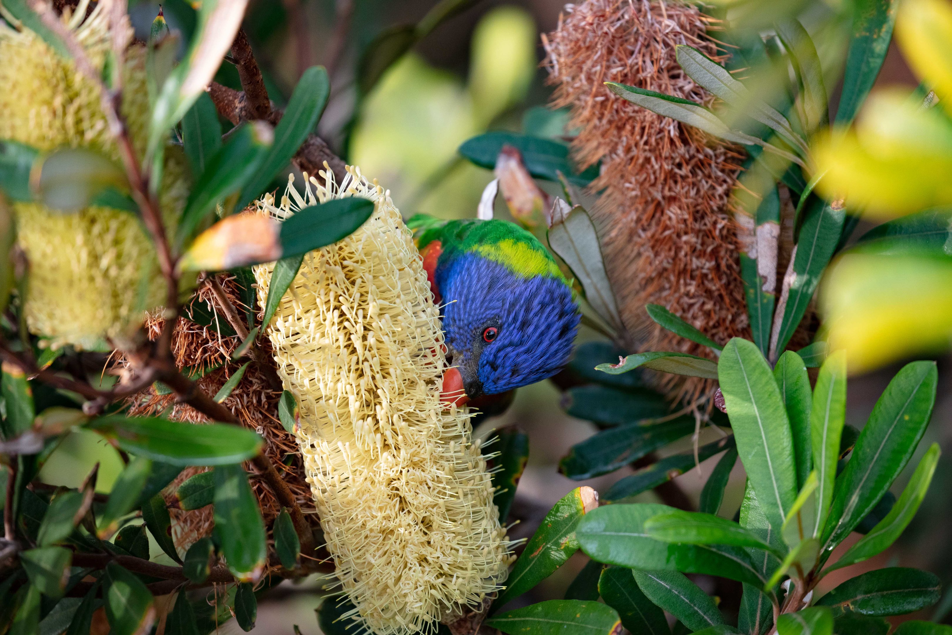 Rainbow Lorikeet feeding