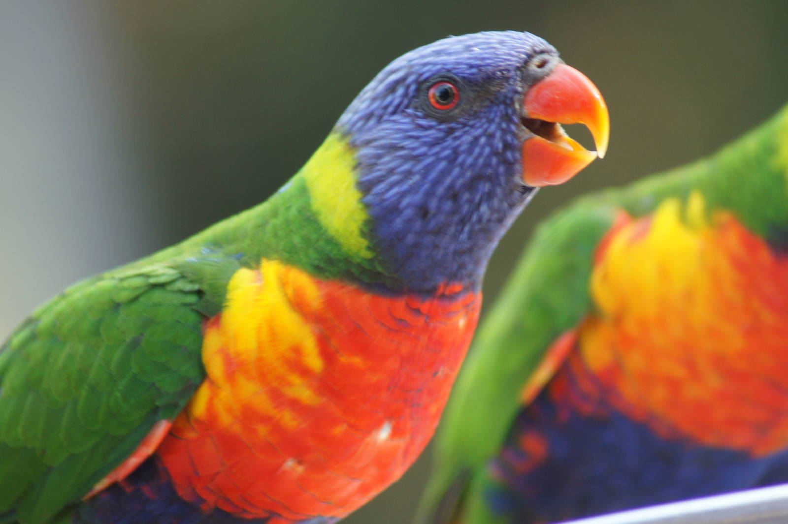Rainbow lorikeet feeeding