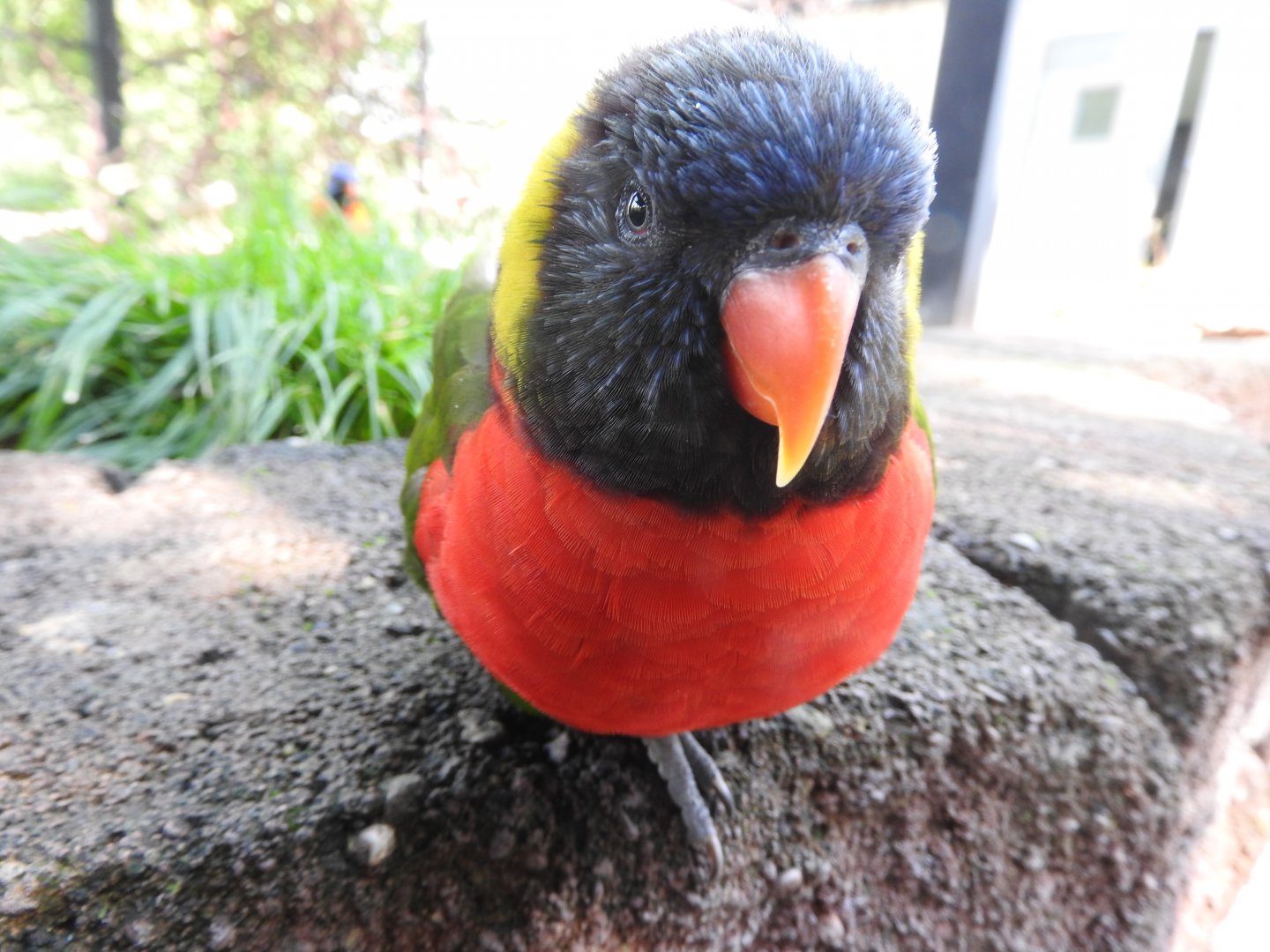 Rainbow Lorikeet (Forsten's)