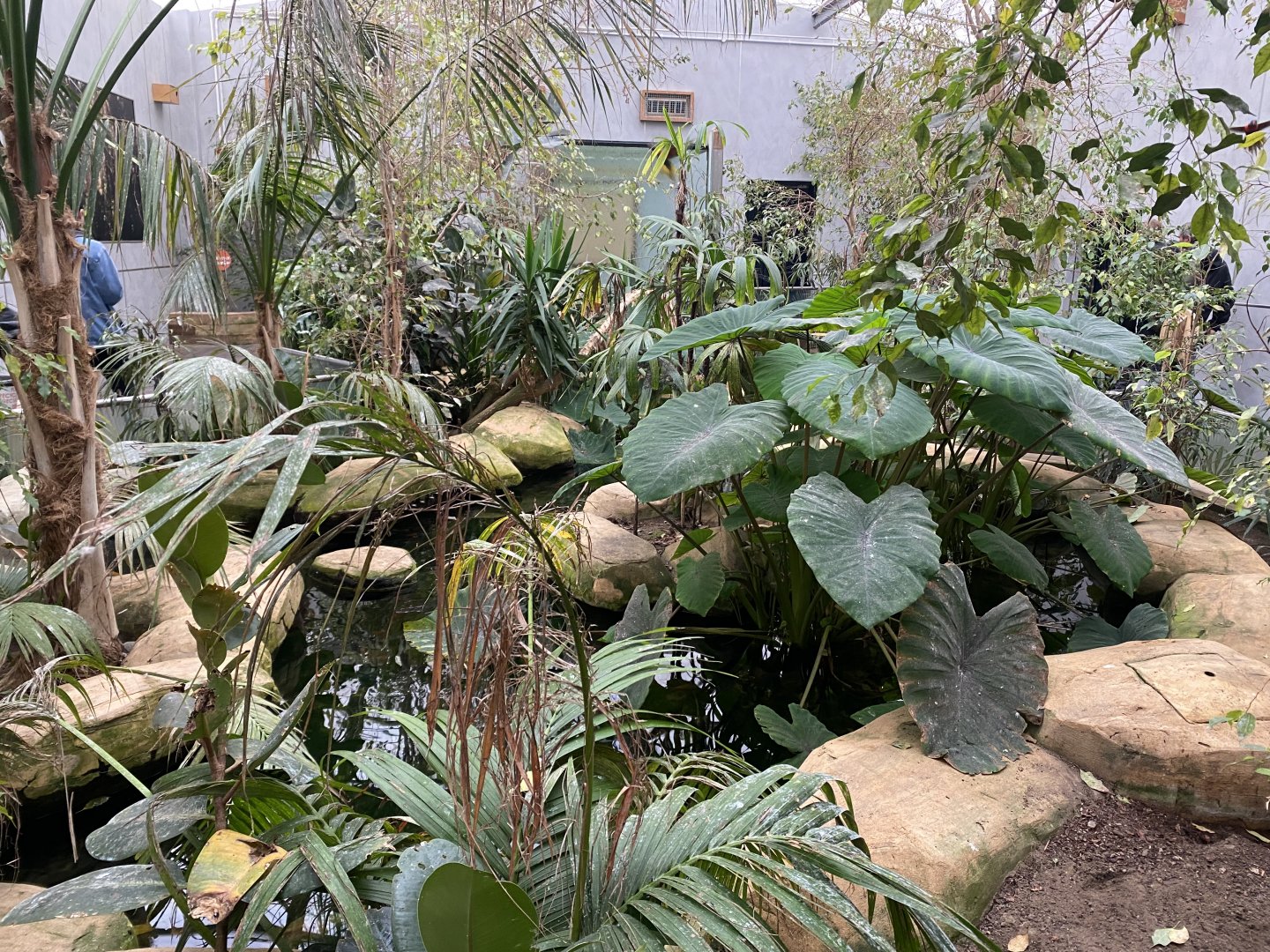 Rainbow lorikeet freeflight aviary 140921