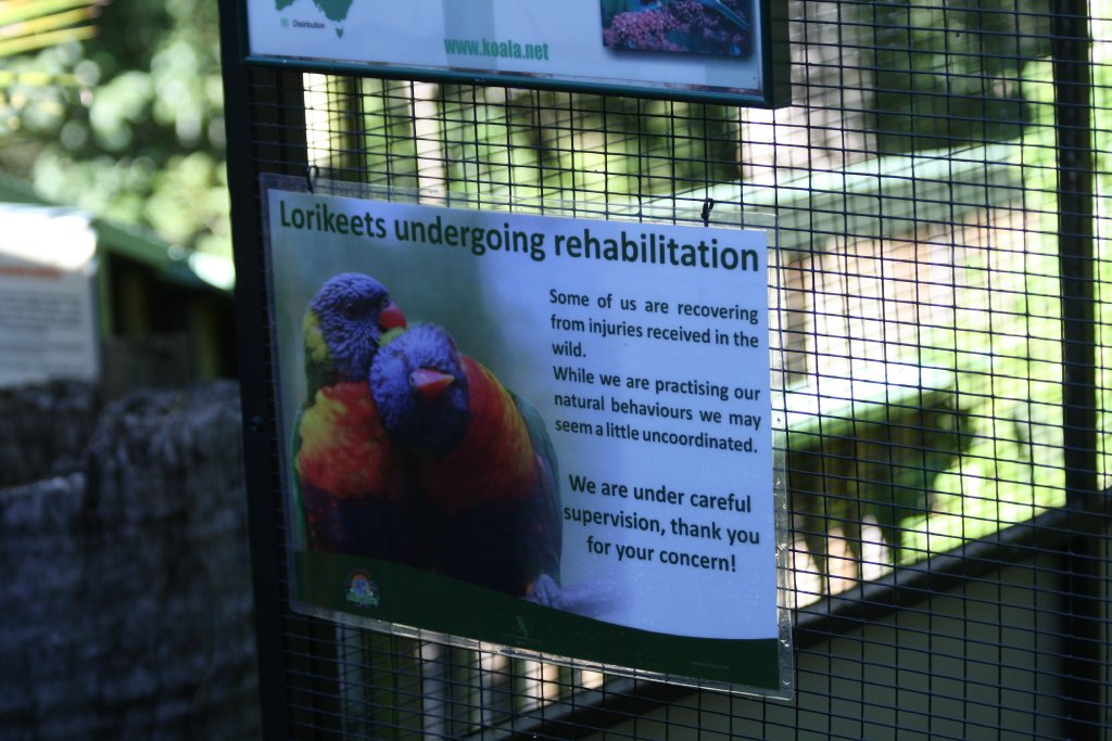 Rainbow Lorikeet graphic
