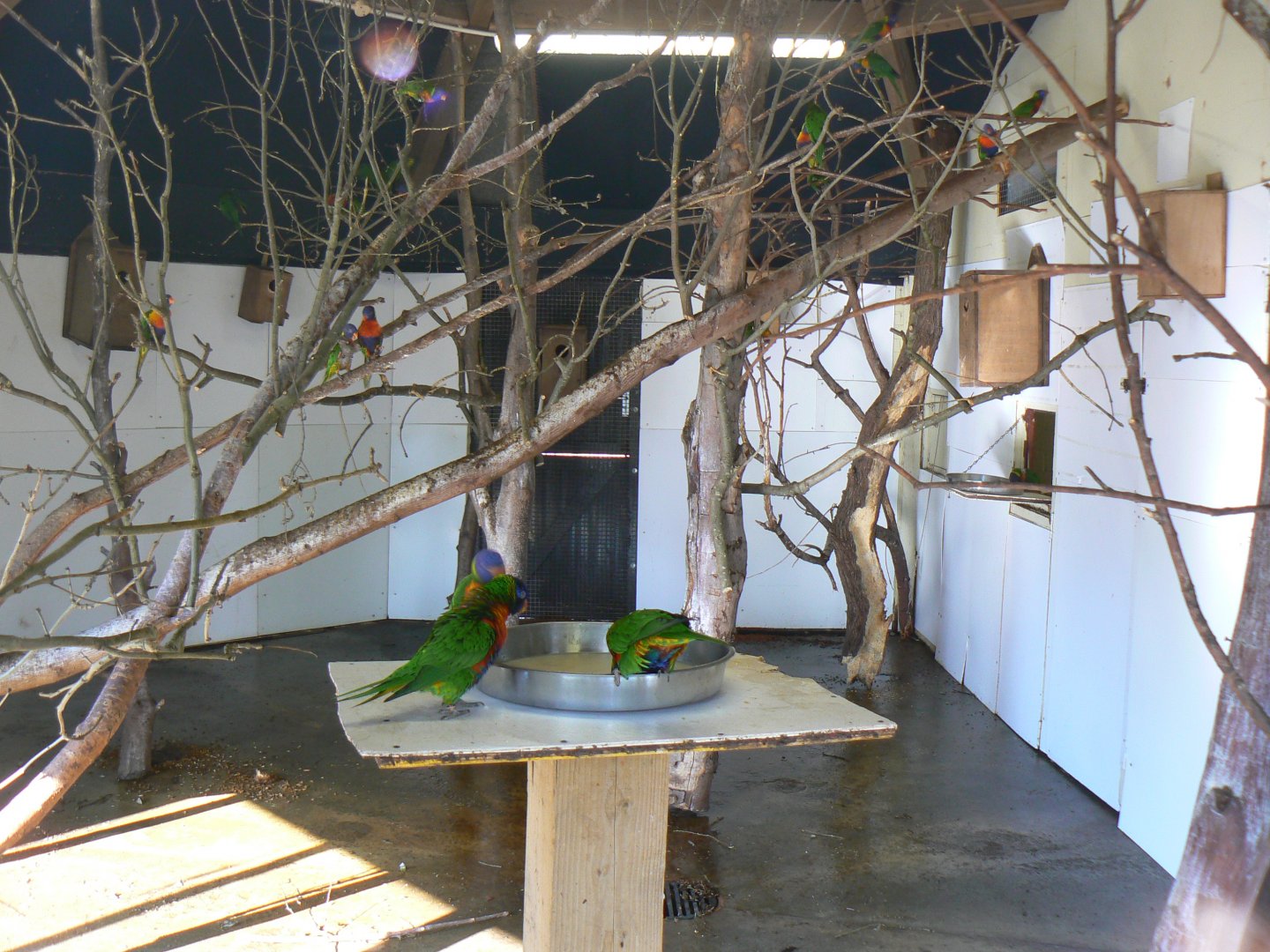 Rainbow Lorikeet House - 15 October 2017