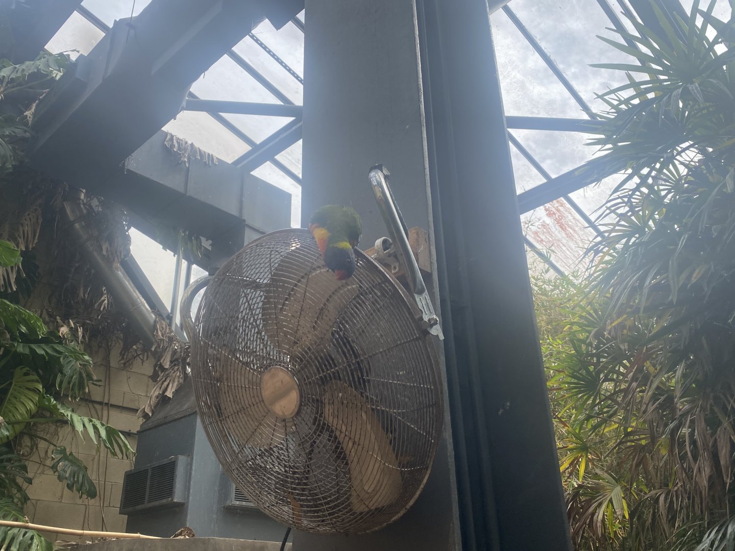 Rainbow lorikeet image 1