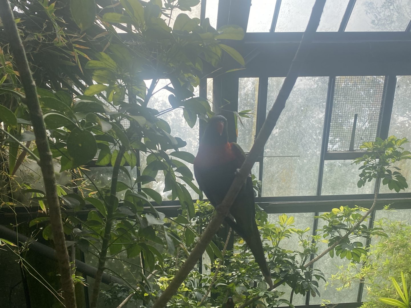 Rainbow lorikeet image 2