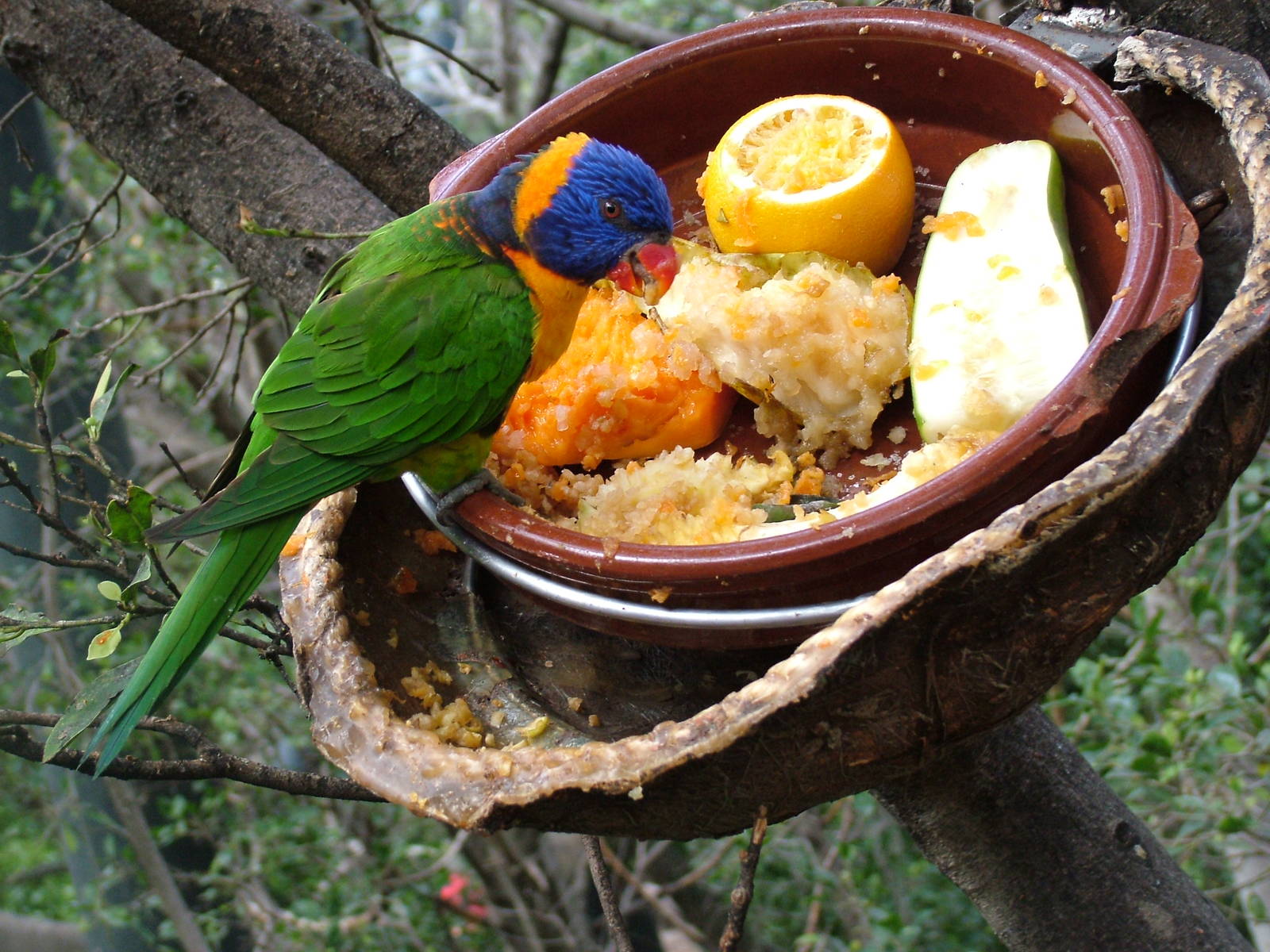 Rainbow Lorikeet in Katandra Treetops at Loro Parque, 08/11/10